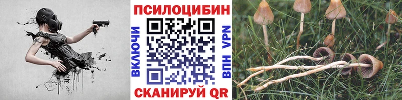 Псилоцибиновые грибы Psilocybe  Купить где  Краснодар